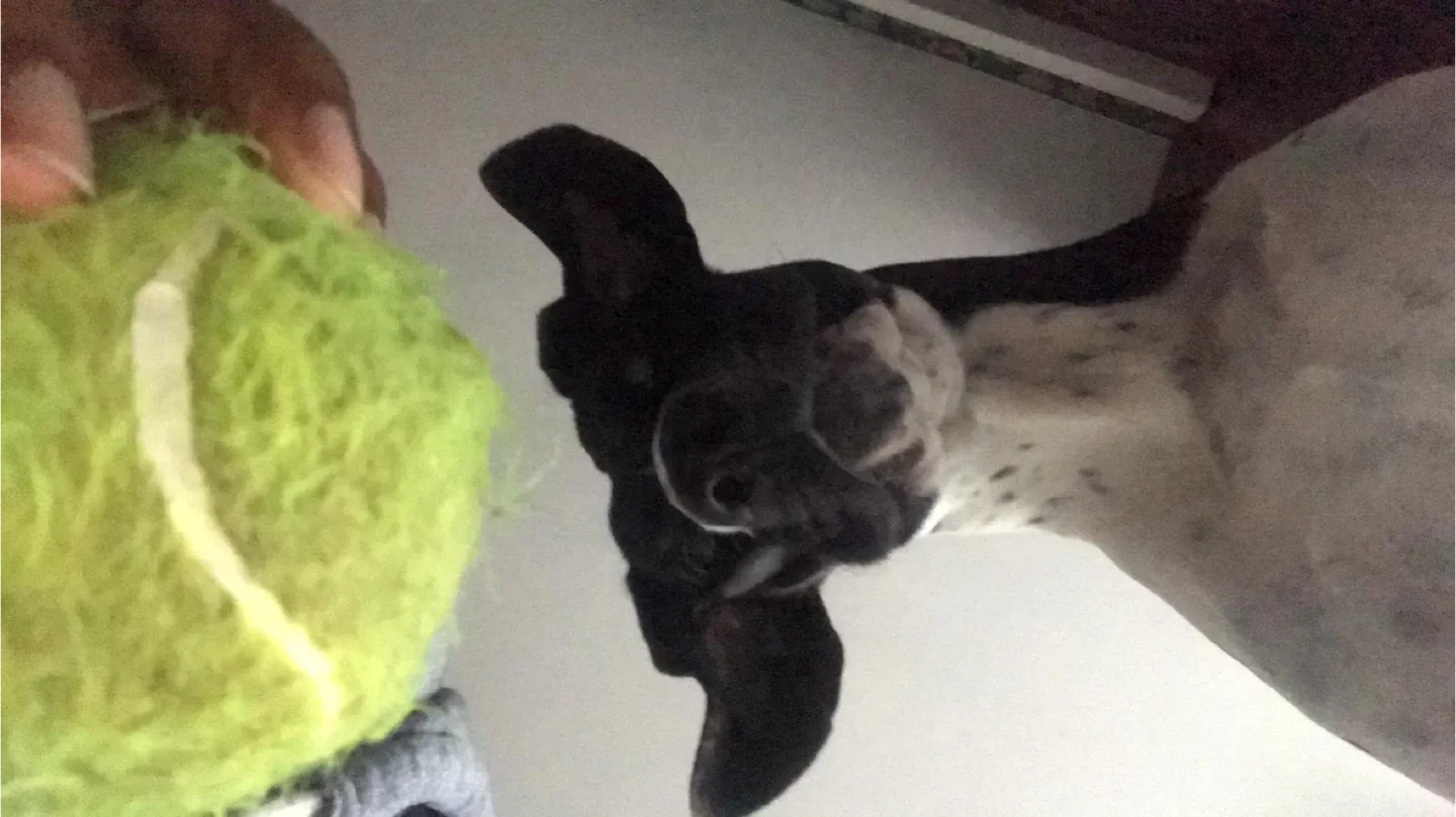 Dinitha Abeysekera profile