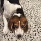 Sam profile