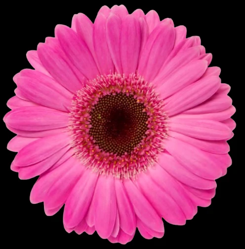 TREAURE HUNT profile