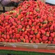 Strawberries profile