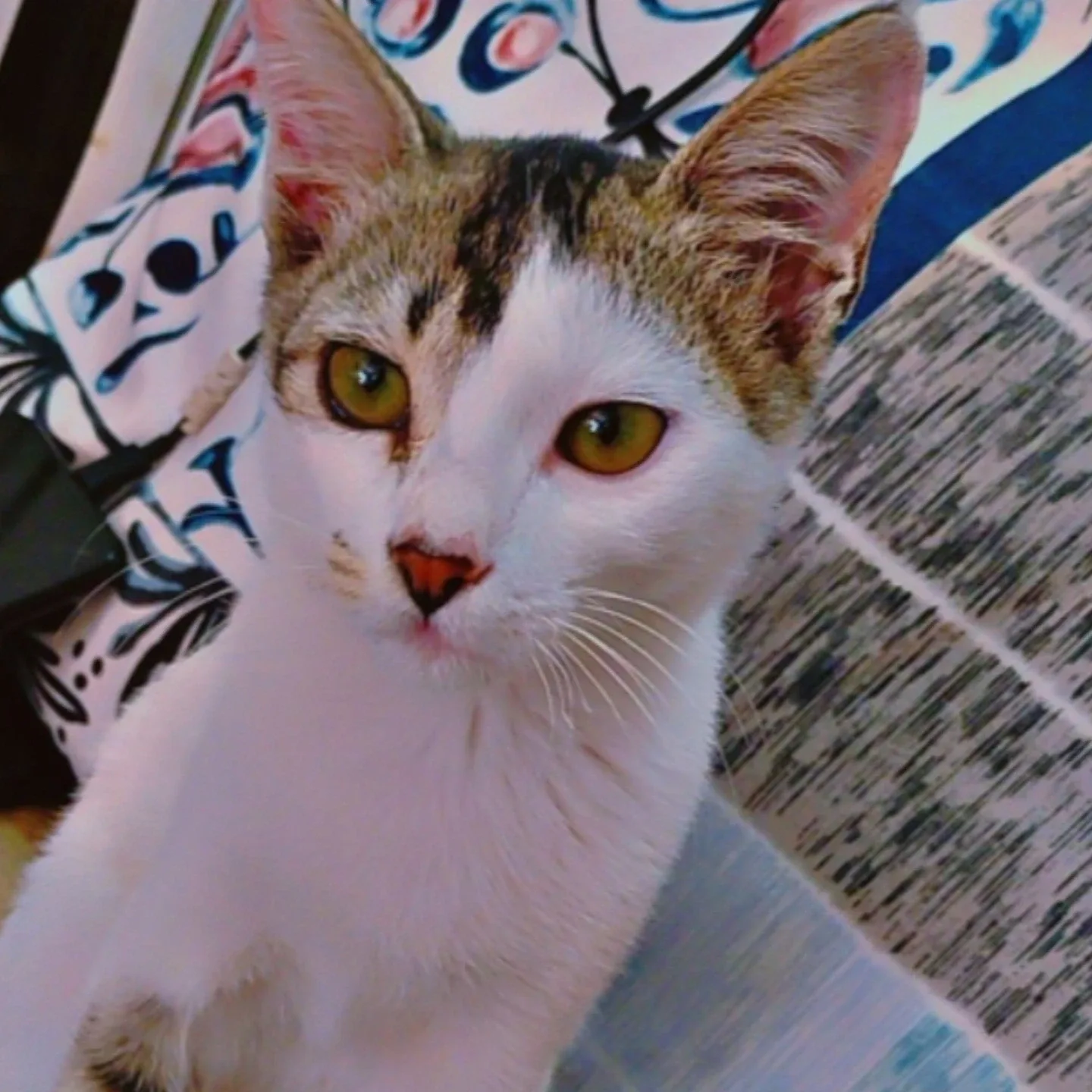 Harman Singh profile