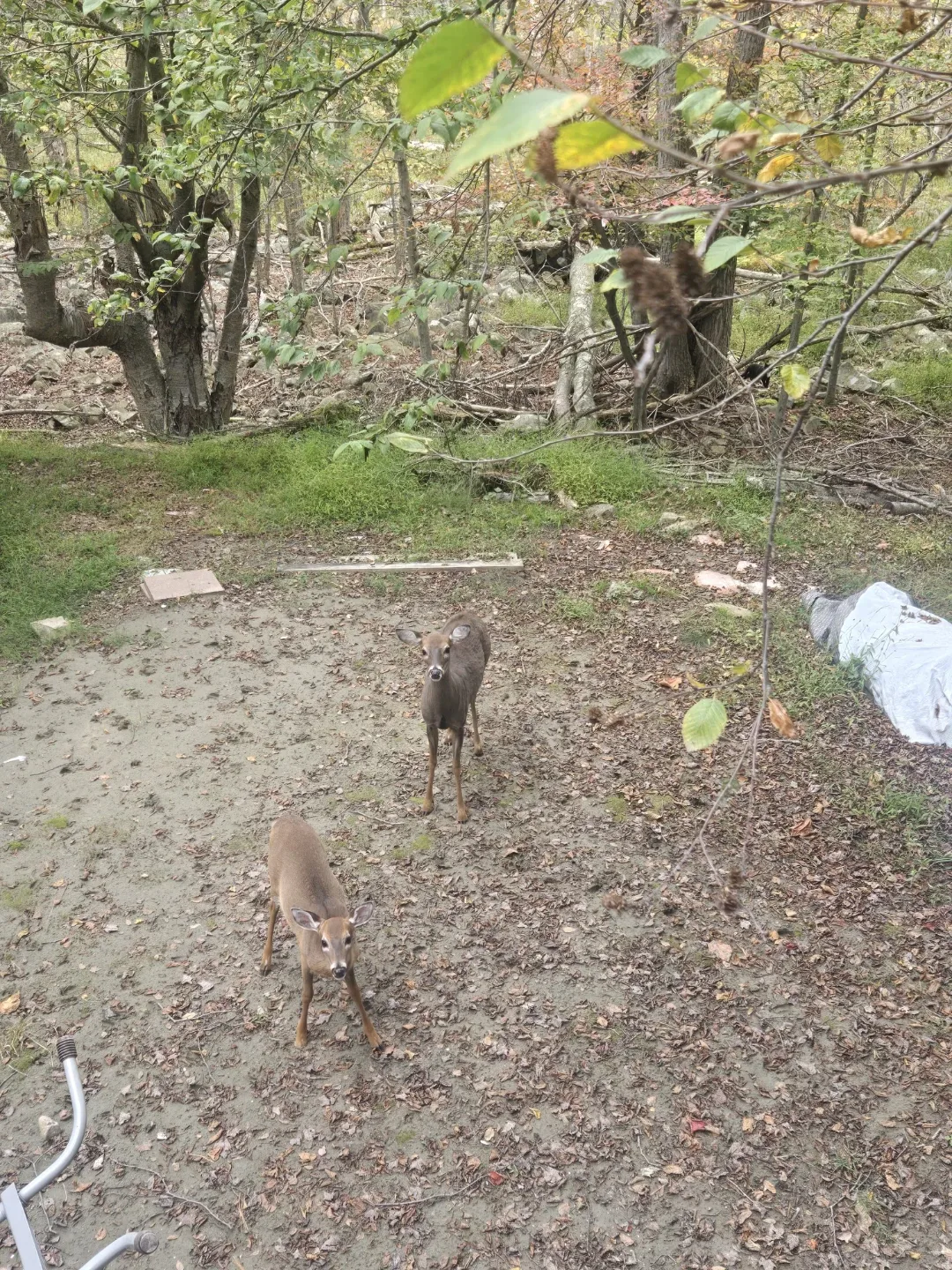 miguel arellano profile