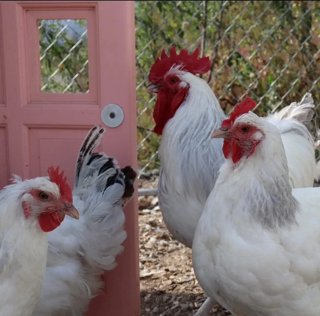 Sherry Bishop profile