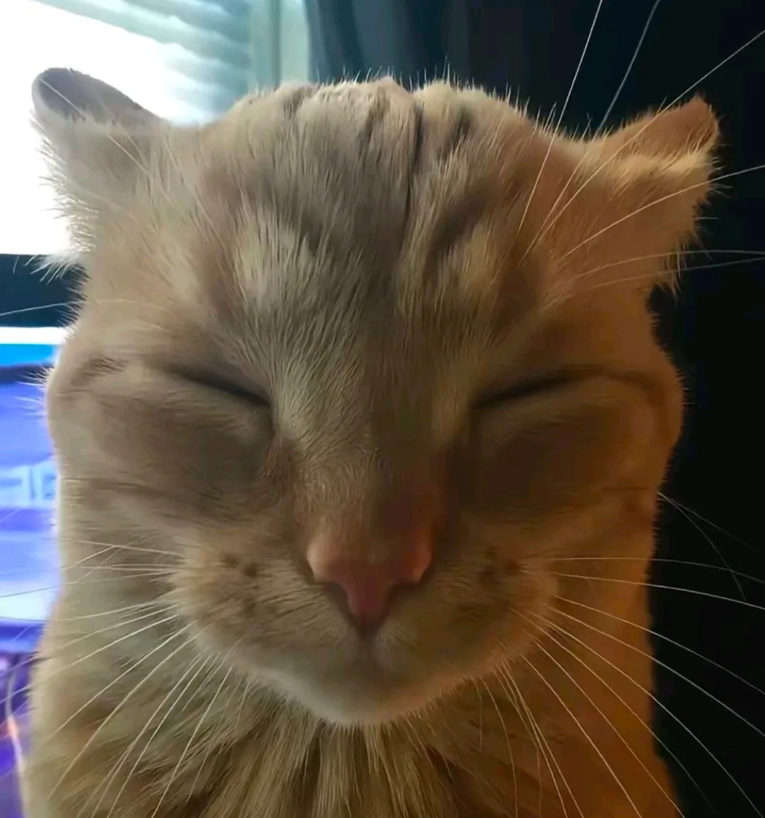 Rohan Pingay profile