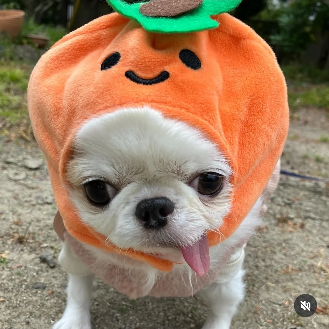 Dipla Sampang Rai profile