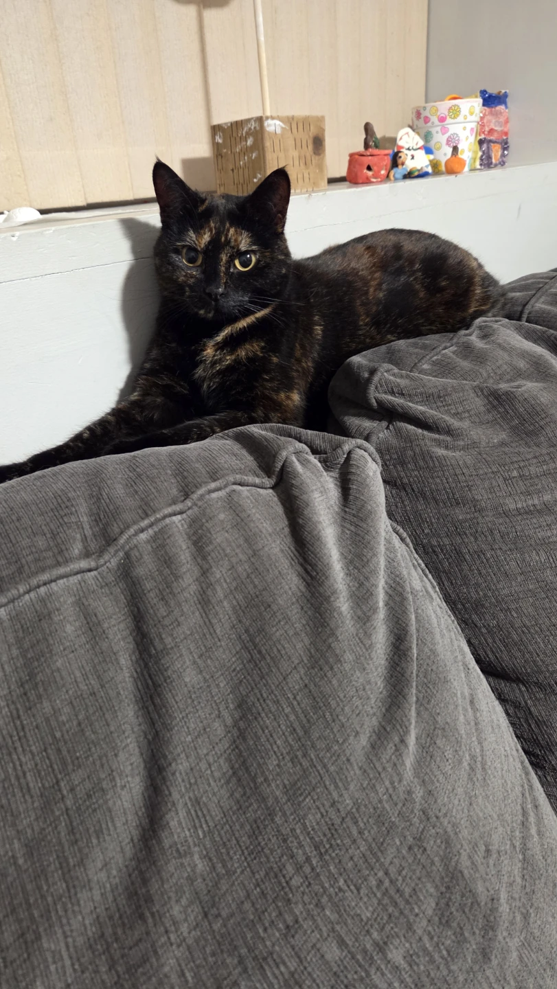 Sirina profile