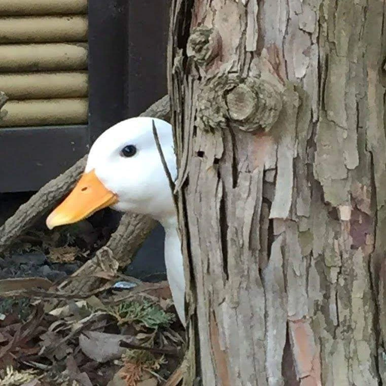 Pato profile