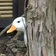 Pato profile