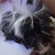 JoshBlade profile