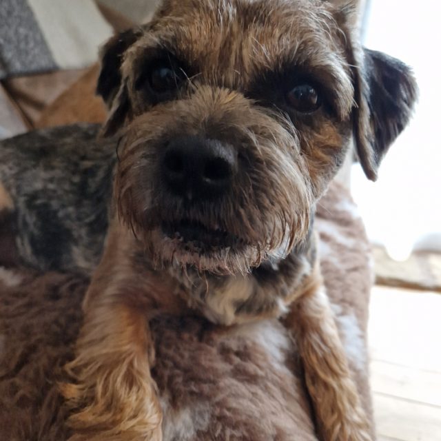 Pip