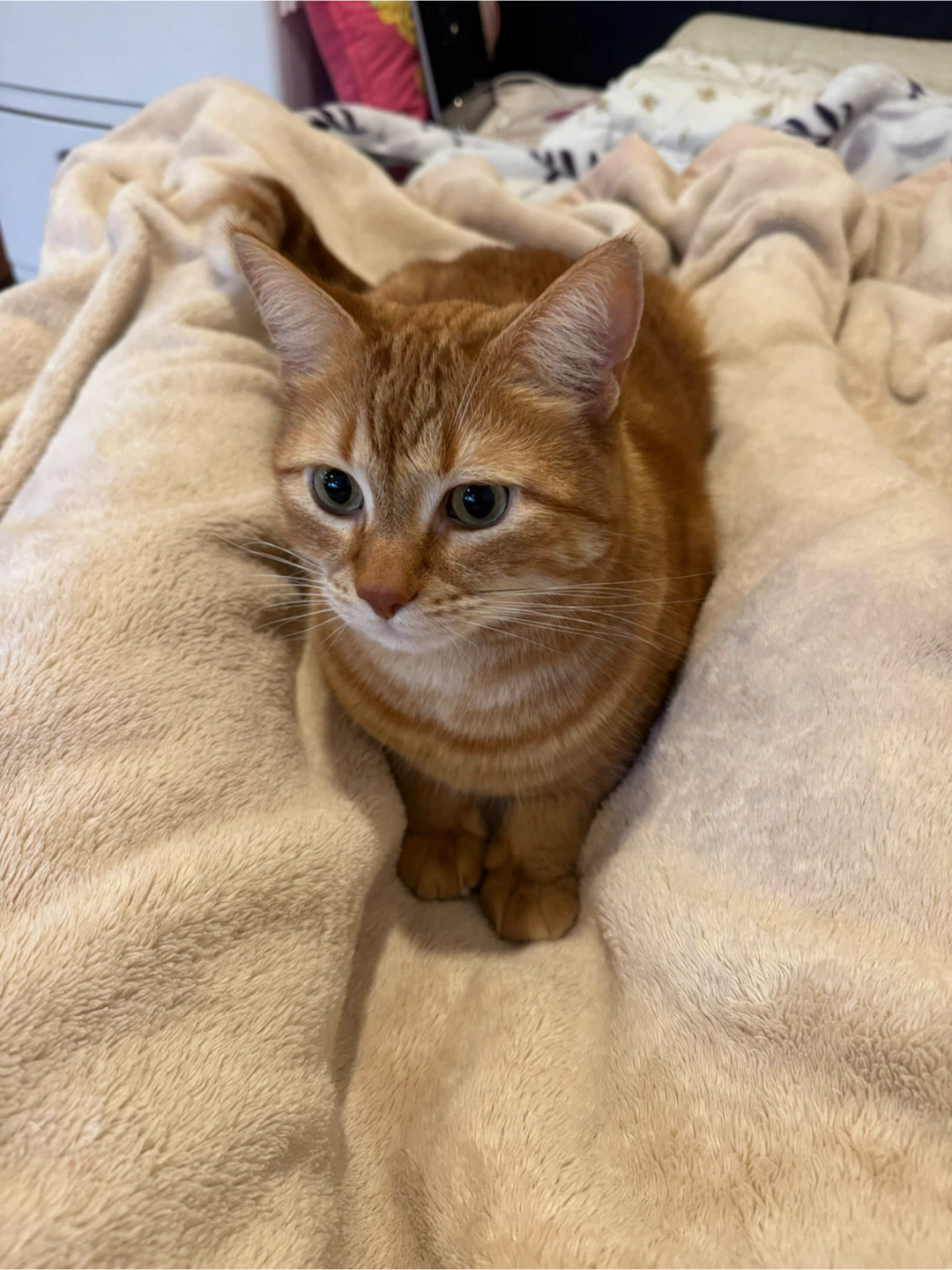 Mandoob profile