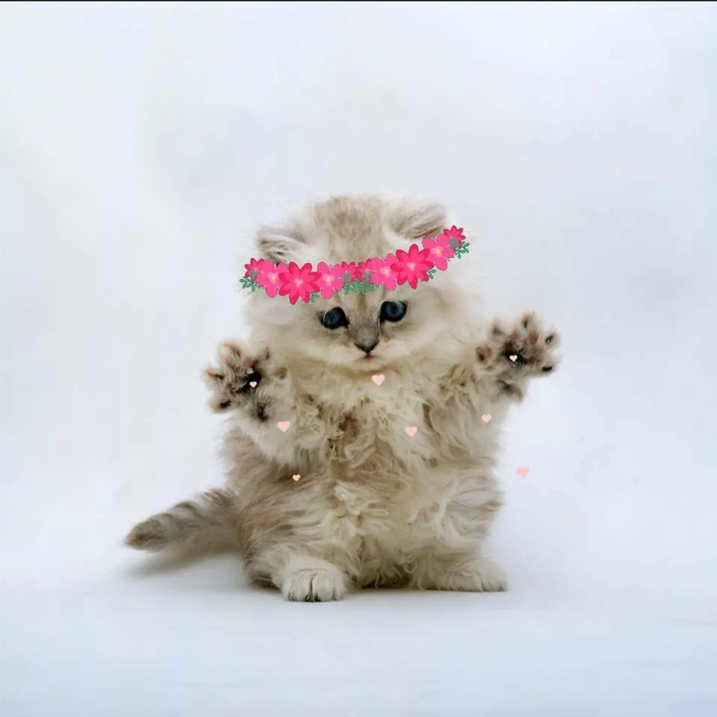 Ridgewood Refurbishz profile