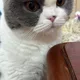 Yuenyuen profile