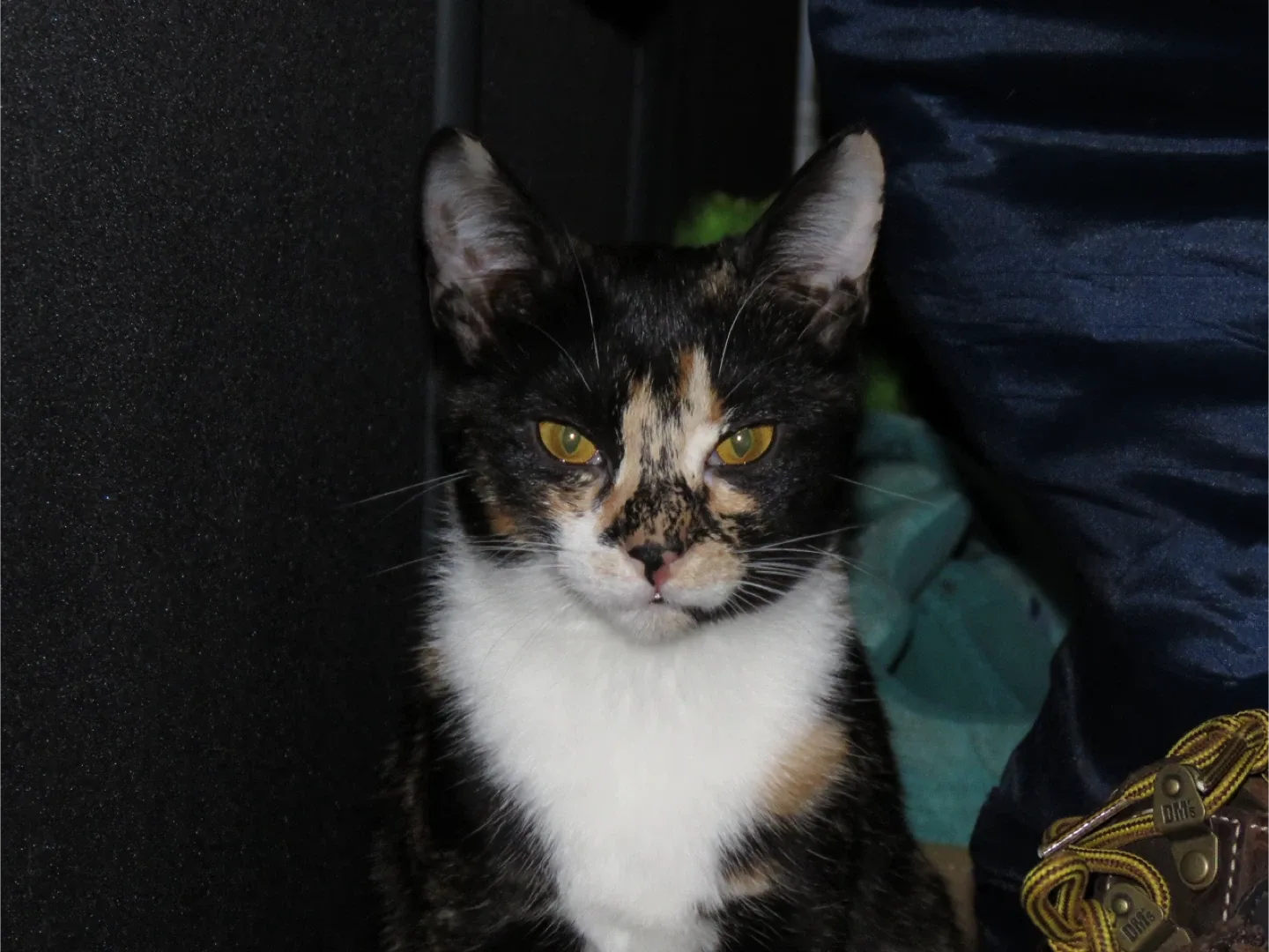 benitez alex profile