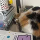 Quinn profile