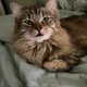 Riley profile