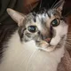 Amy Man profile