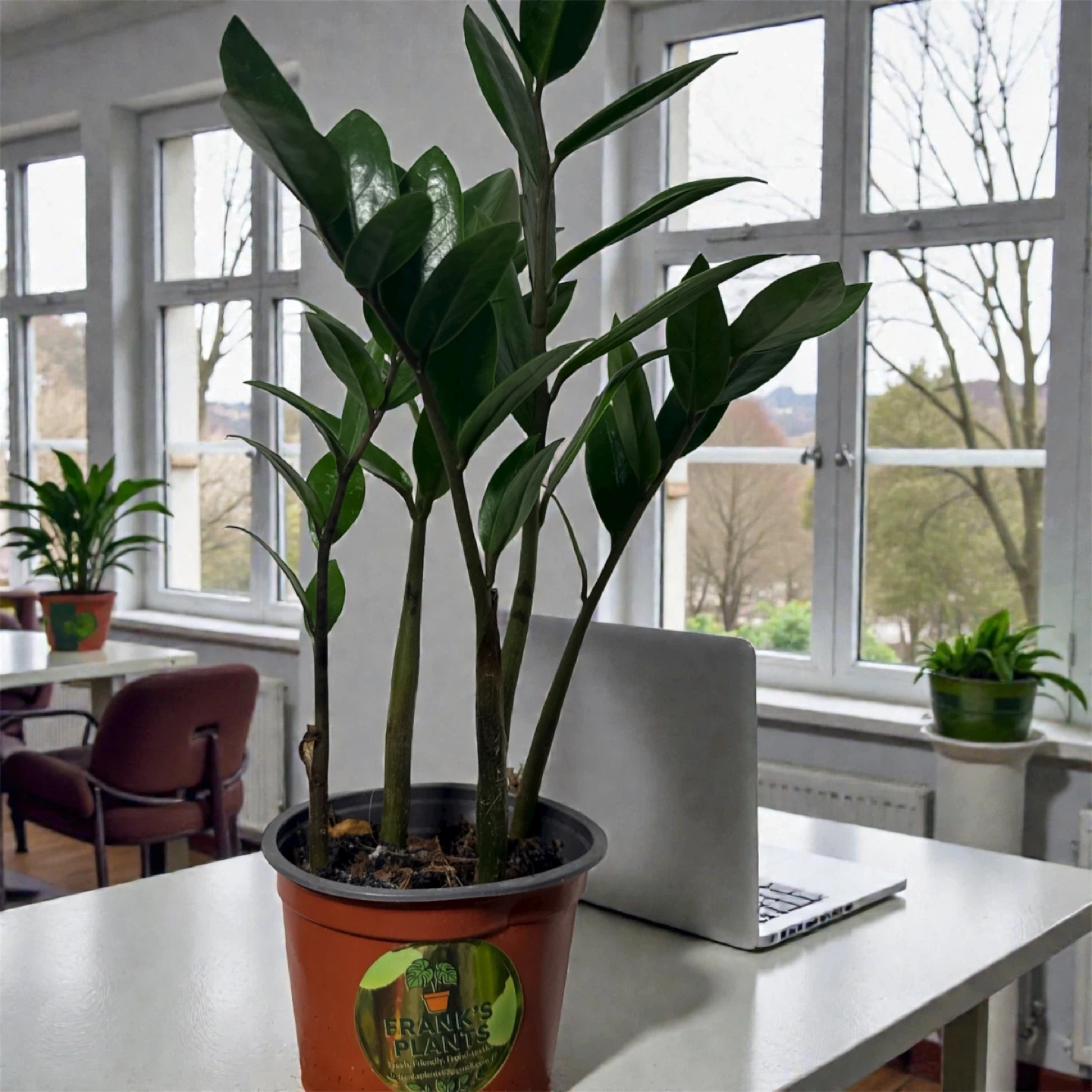 Franks plants nyc profile