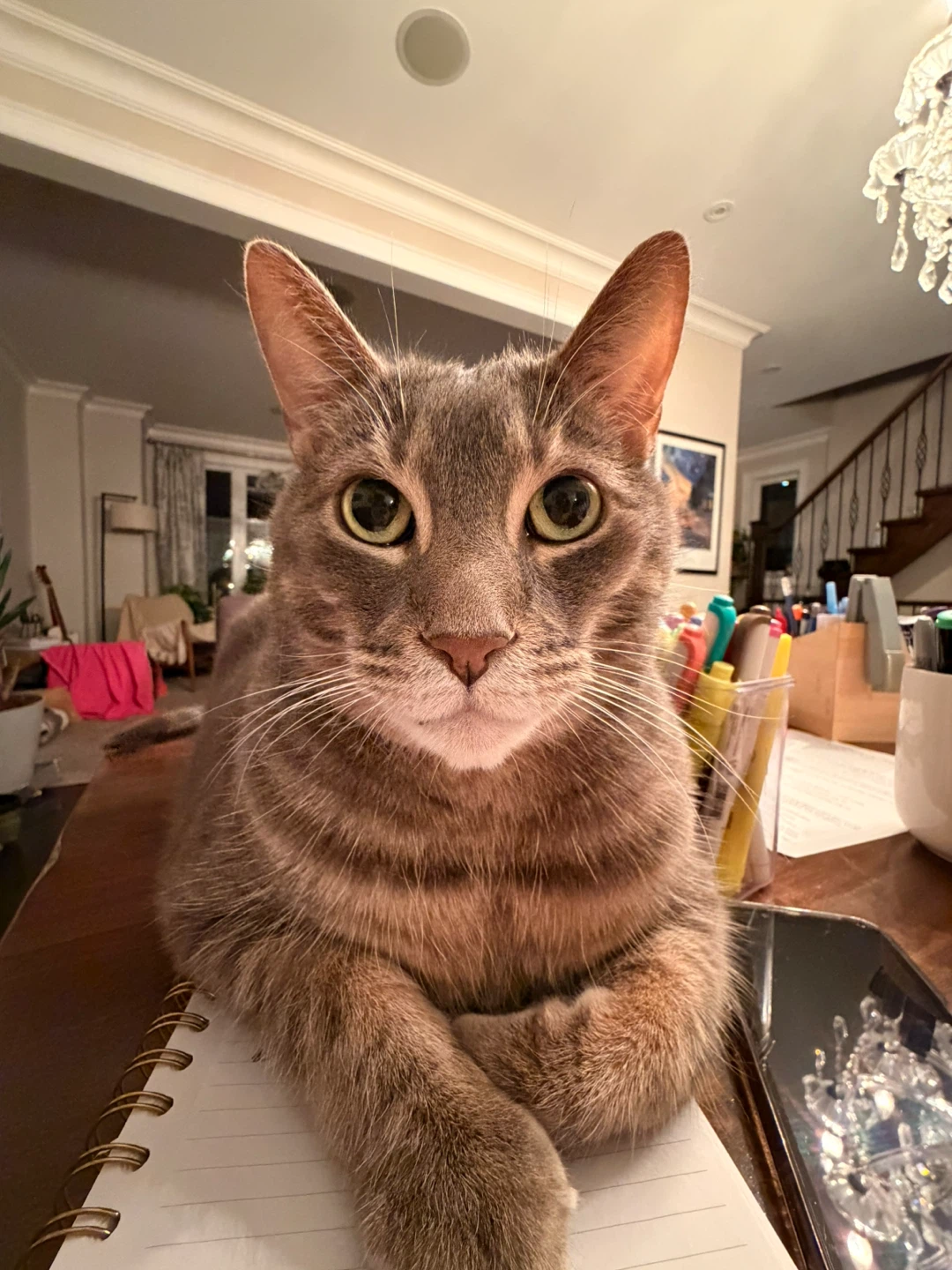 Reese profile