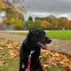 Alina profile