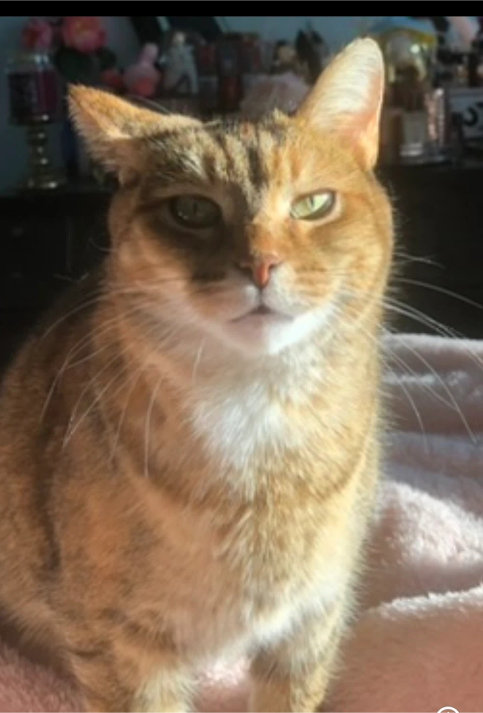 Eva profile