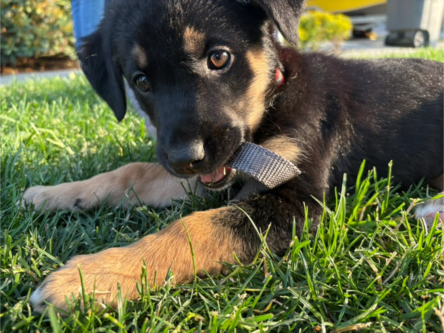 Bailey profile