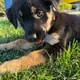 Bailey profile