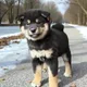 Koji profile