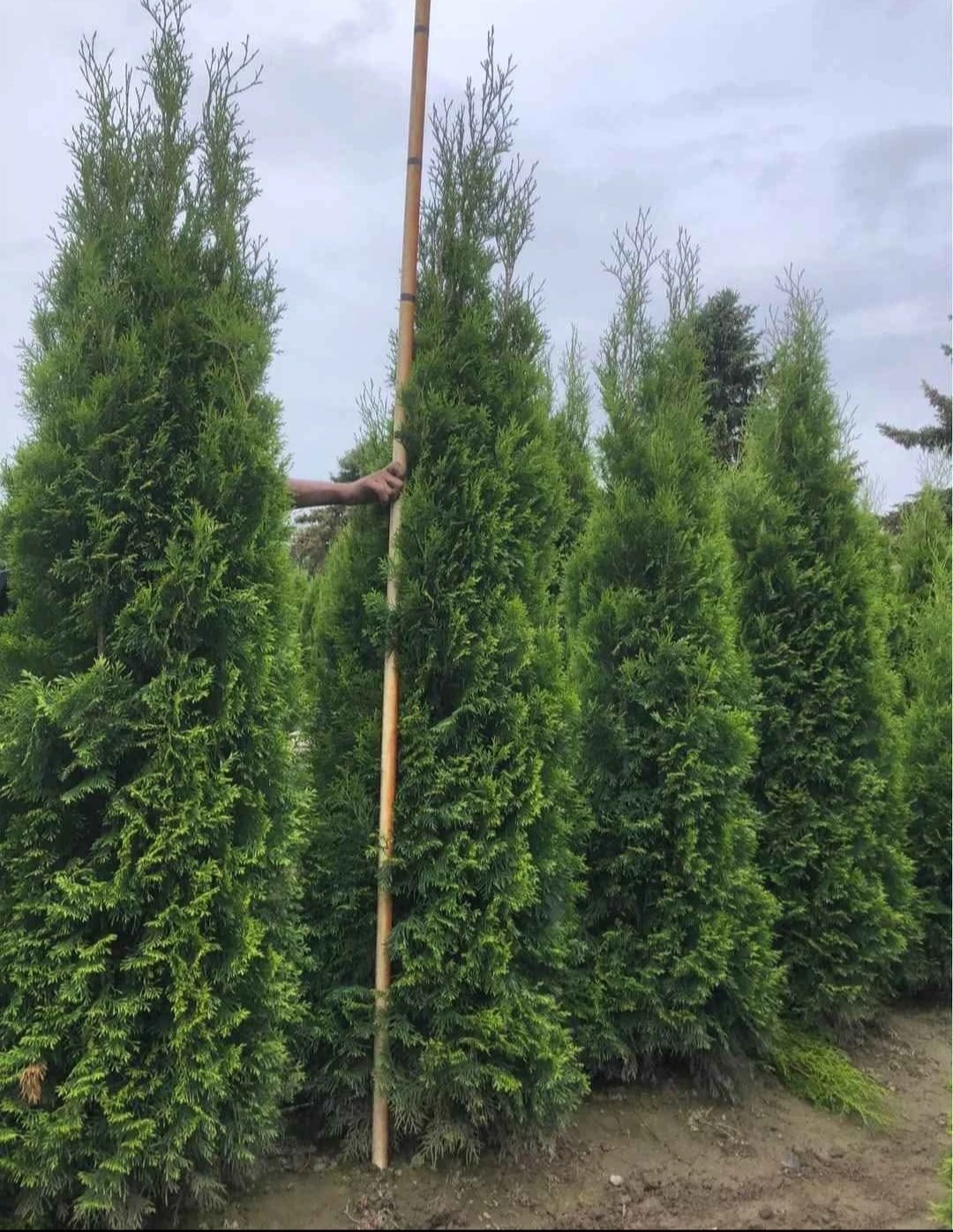 House Of Cedar plus profile