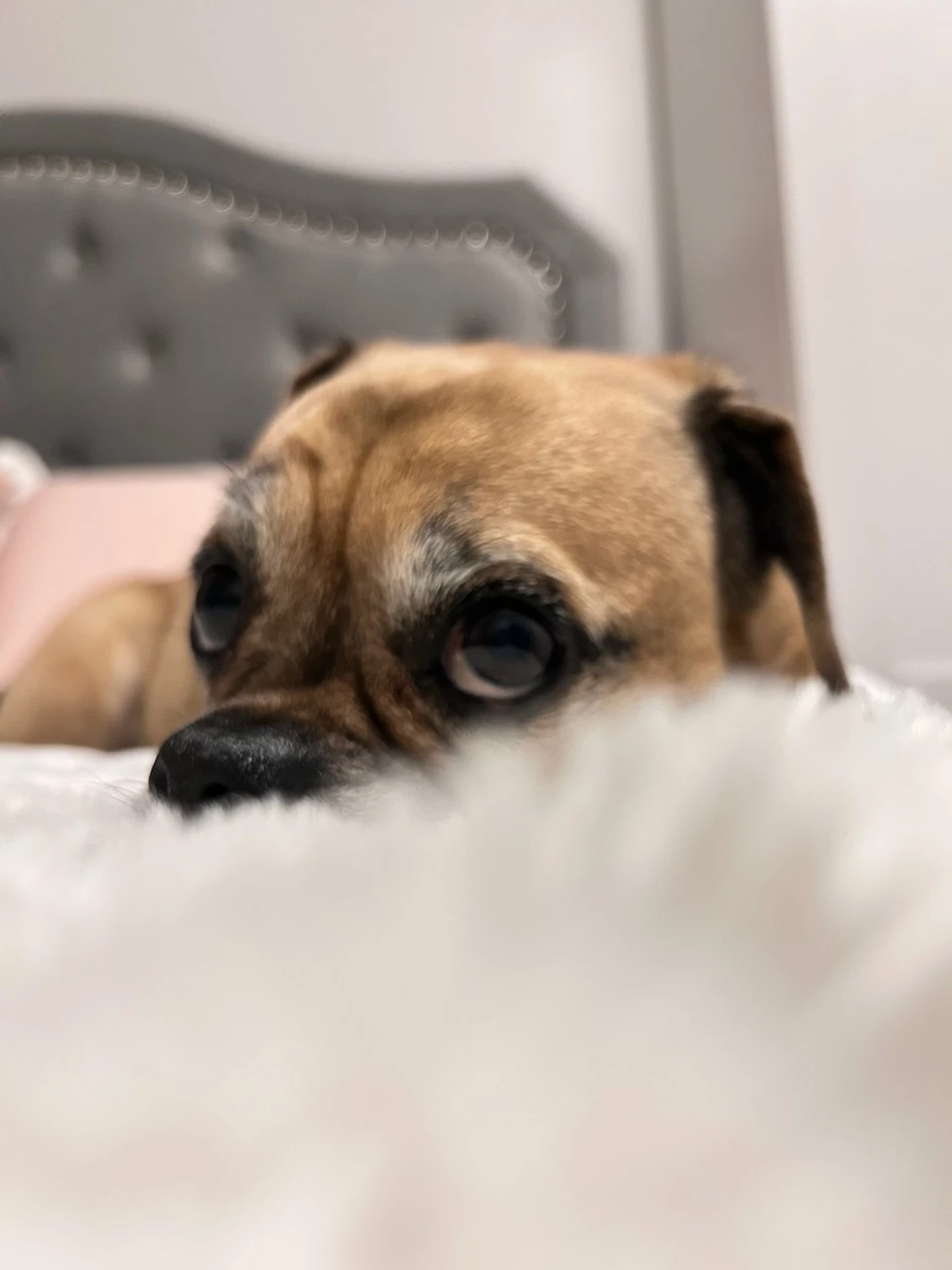 AW profile