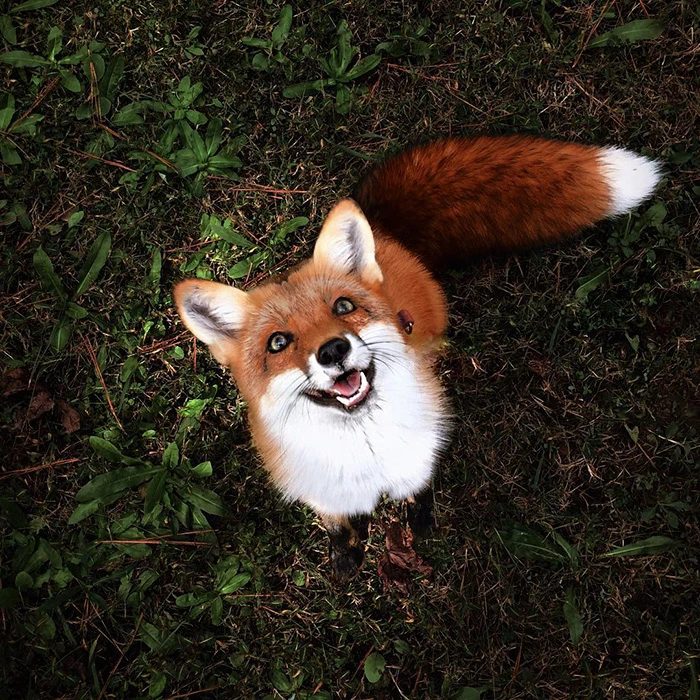 Vixen profile
