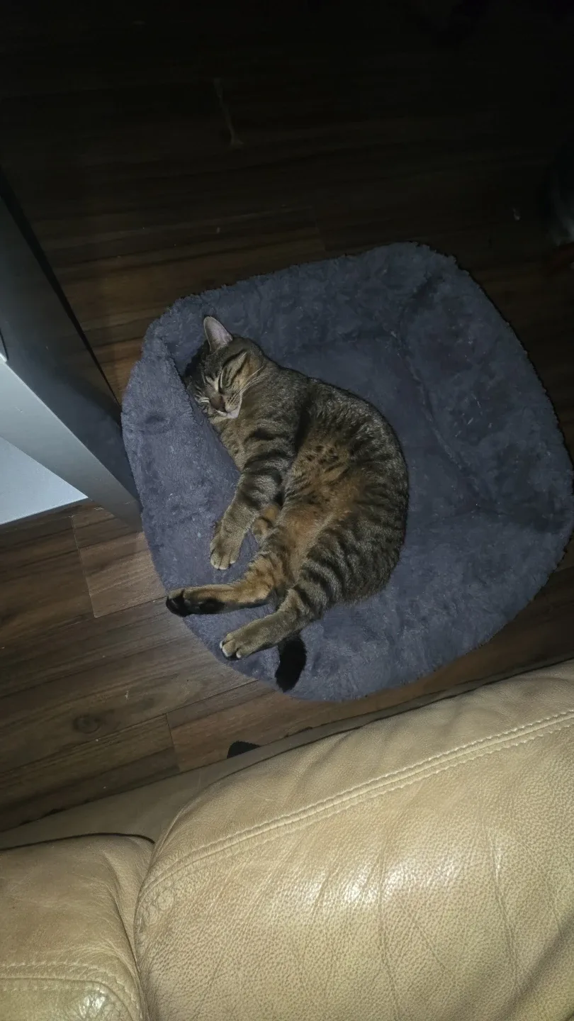 roni sanchez profile