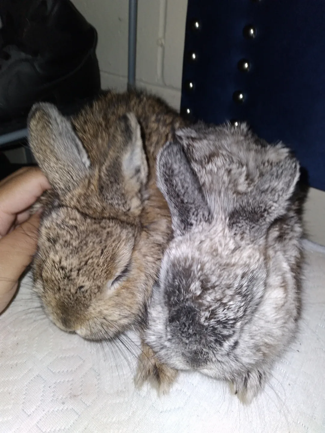 Devin Hanson profile