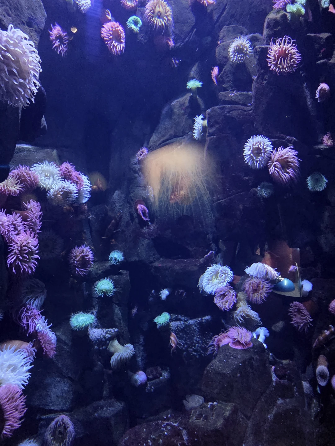 Ricky Trinidad profile