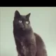 Nika profile