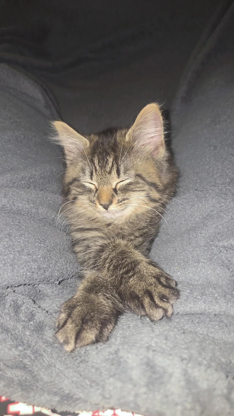 darlene jeune profile