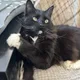 klyss profile