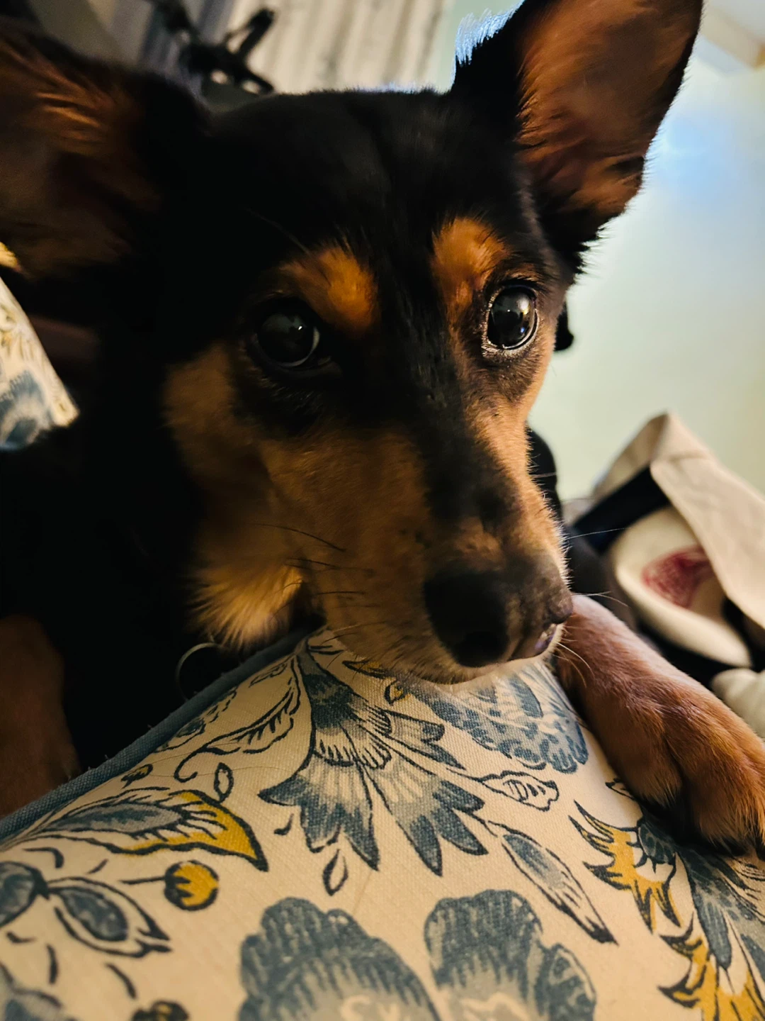 Atalie0Wally profile