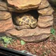 Joey profile