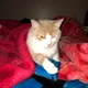 Joey profile