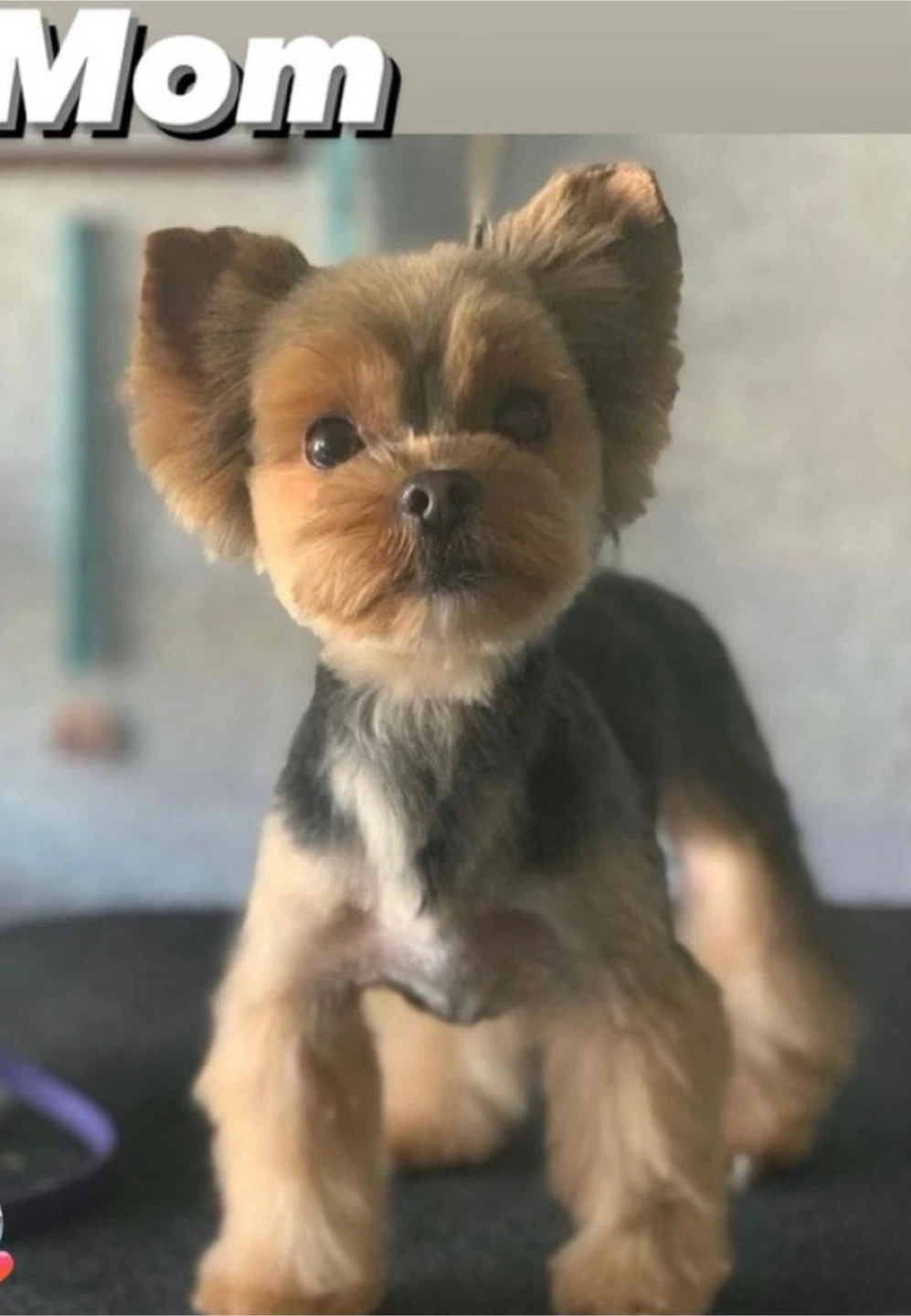 Chebella profile