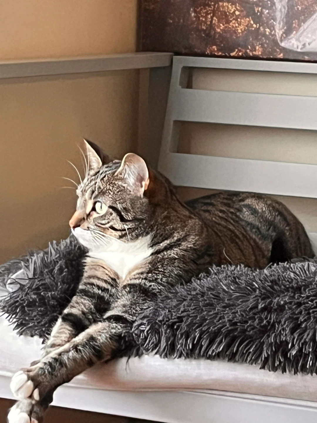 Ranoush profile