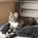 Ranoush profile