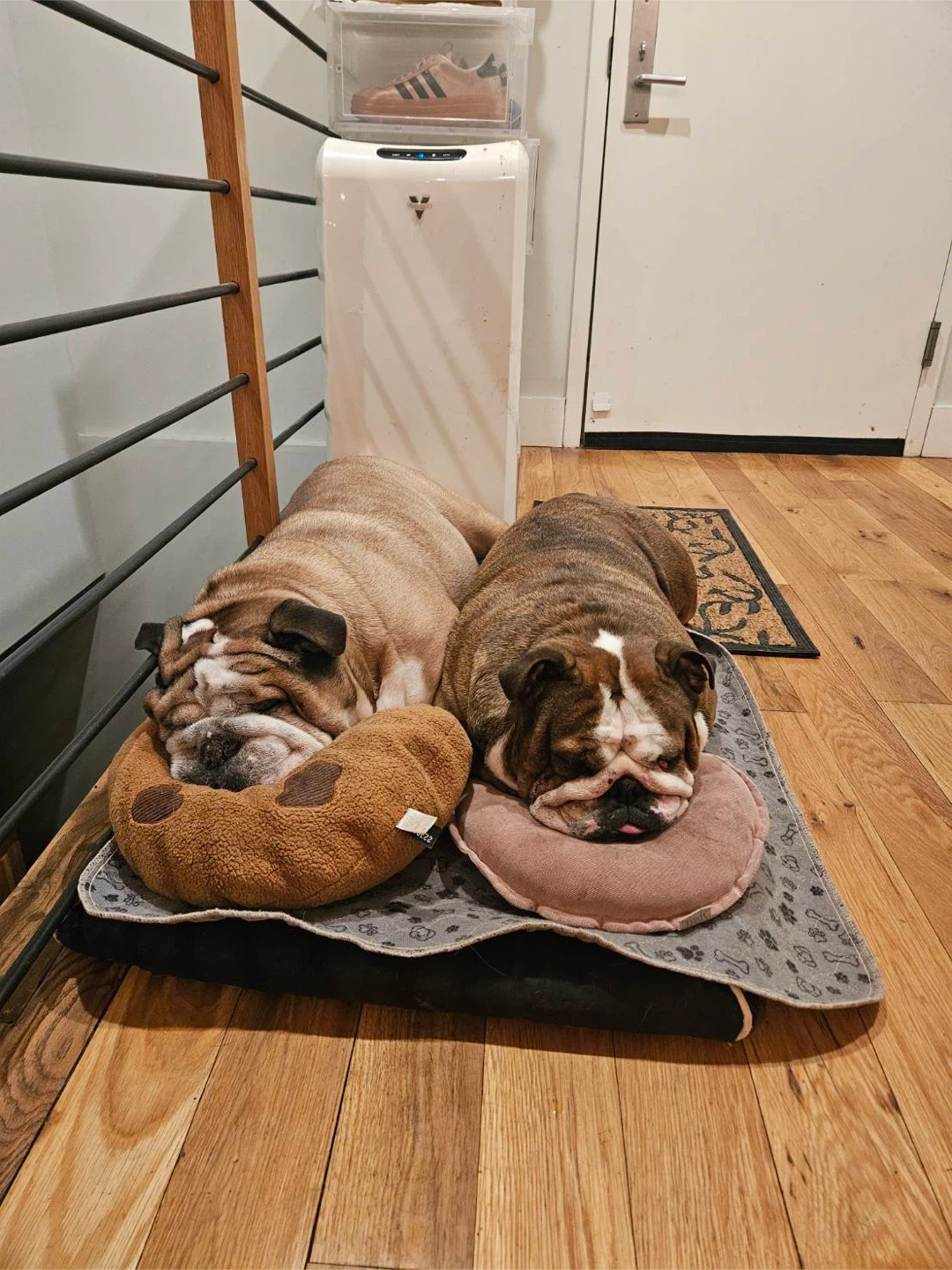 SummerSunshine profile