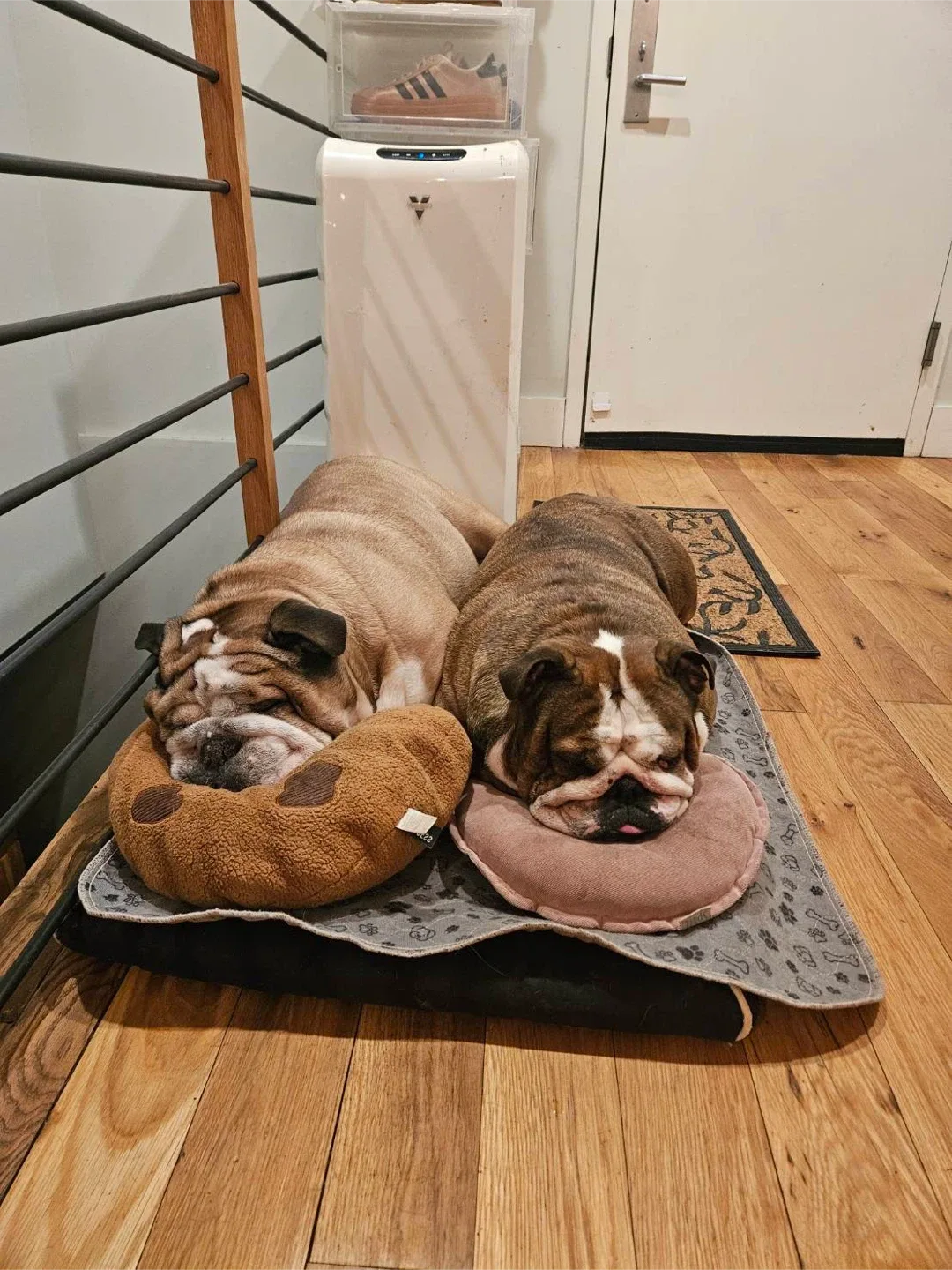 SummerSunshine profile