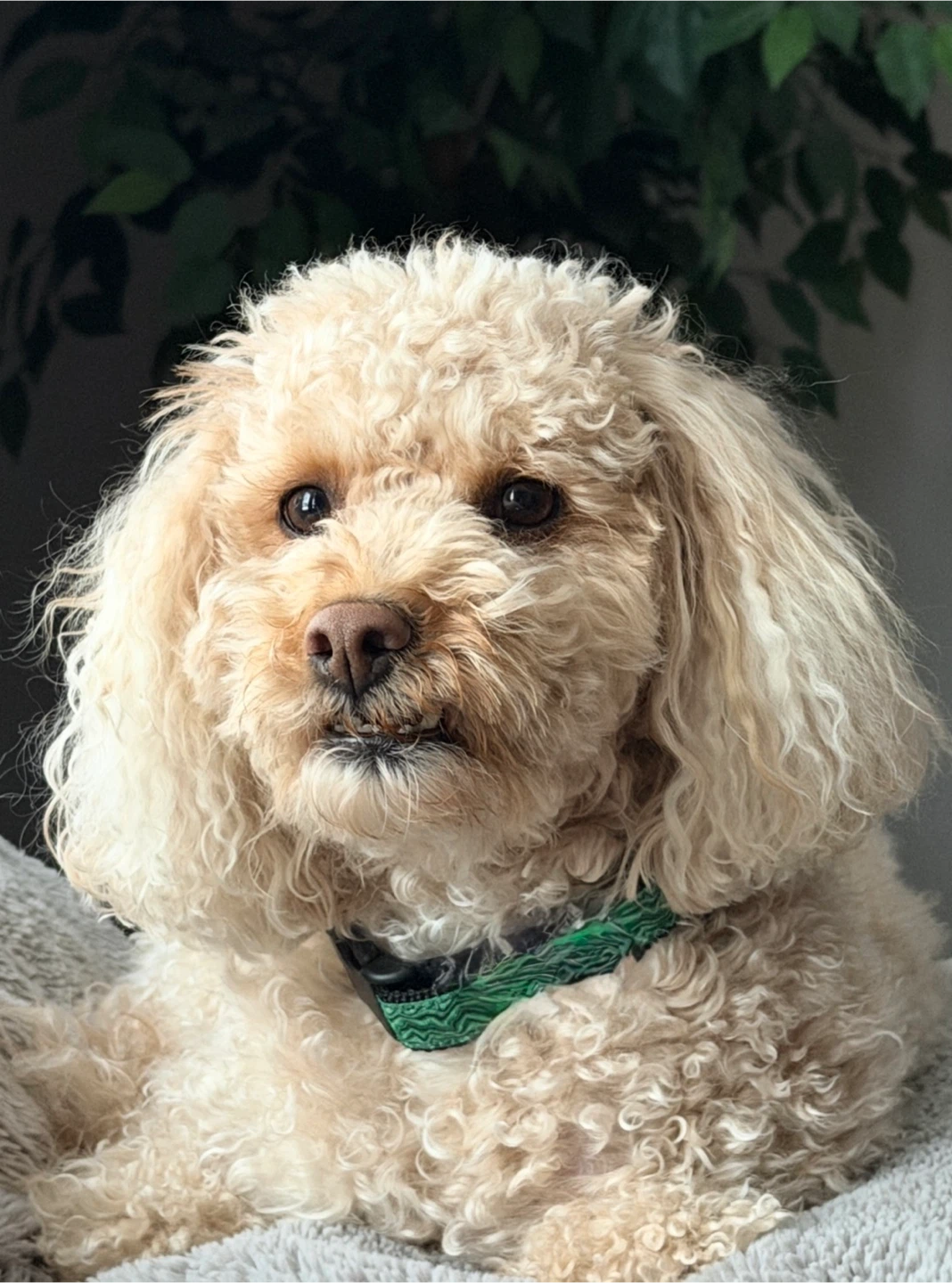 Meli profile