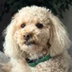 Meli profile