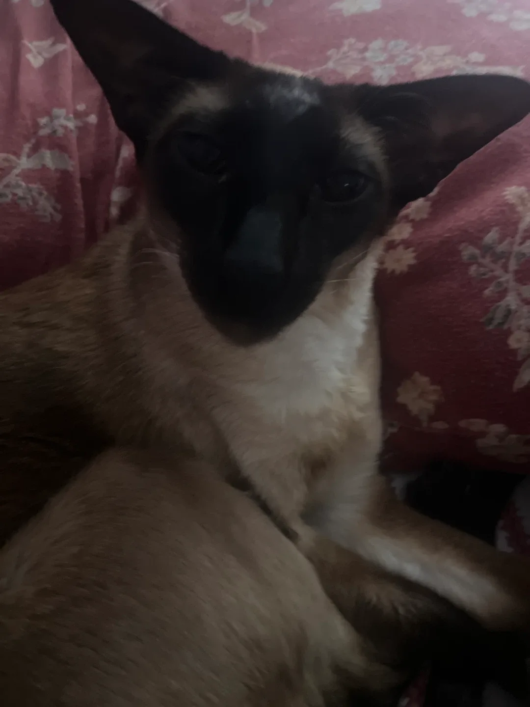 Konnie Gerys profile