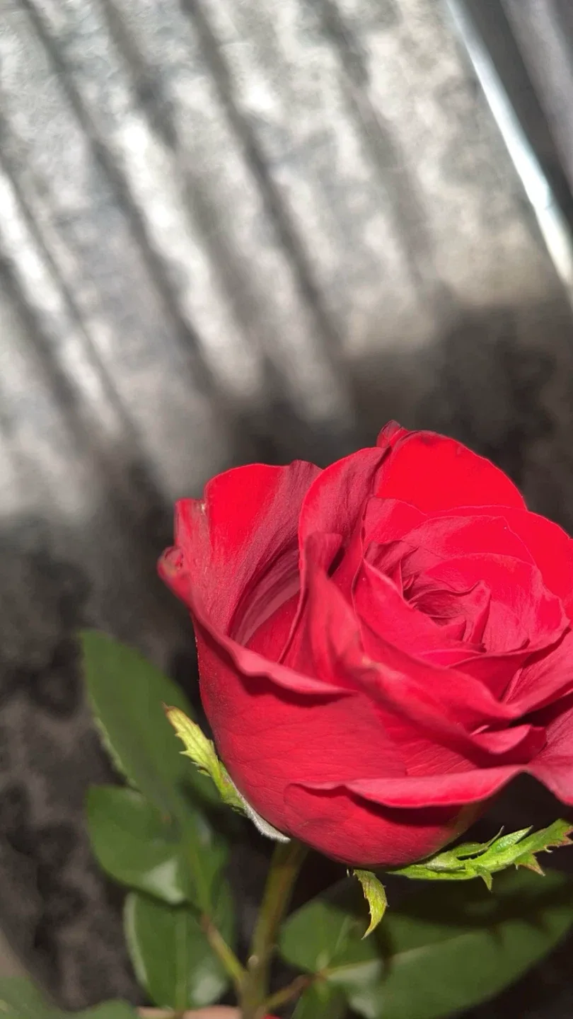 Maryam azizi profile