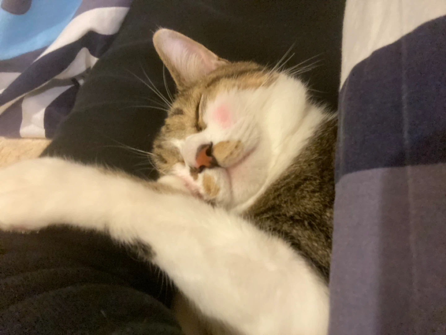 Silly Cat profile